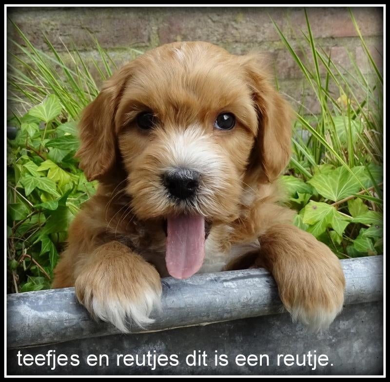 Maltipoo F1b pups.  Video op aanvraag whatsapp., Dieren en Toebehoren, Nederland, Parvo, 8 tot 15 weken, Meerdere