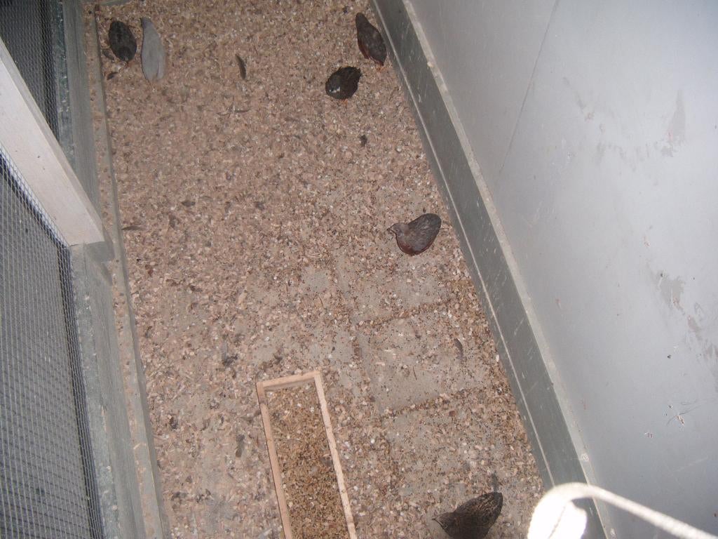 Te koop chineese kwartels, Dieren en Toebehoren, Meerdere dieren, Overige soorten