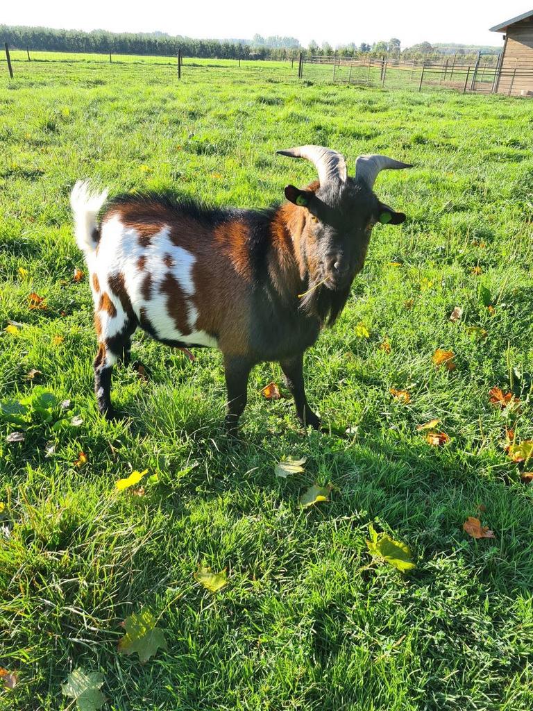 Te huur mooie dwerggeitenbok, Dieren en Toebehoren, Mannelijk, Geit, 3 tot 5 jaar