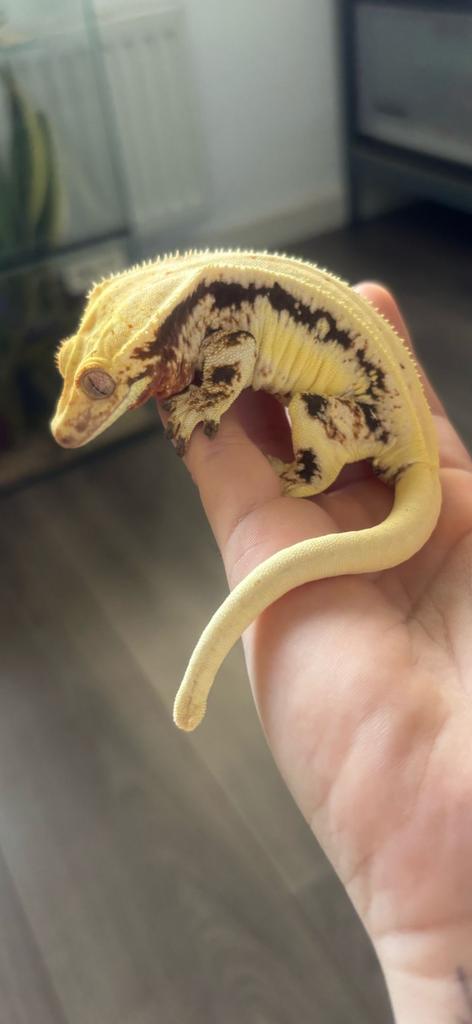 Correlophus ciliatus - Wimpergekko - Crested Gecko Crested Gecko - female for sale from Miranda