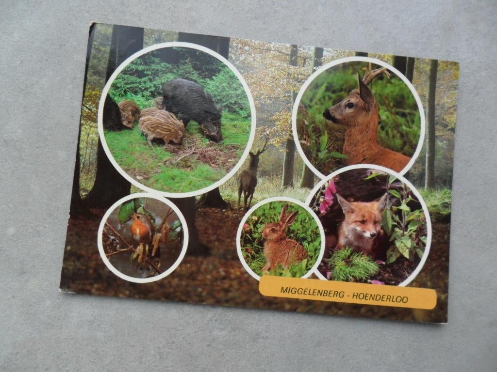 Hoenderloo, Miggelenberg/bos/dieren, Verzenden, 1980 tot heden, Gelopen, Gelderland