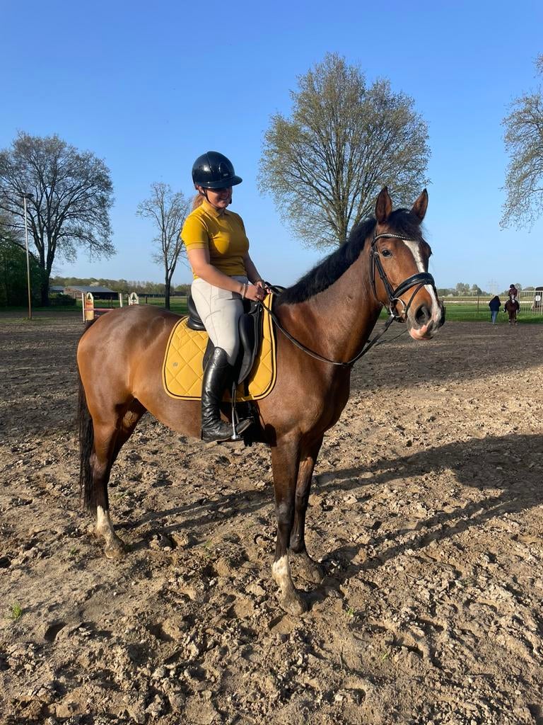 Bruine merrie 8 jaar dressuur 1.65 habanna x vivaldi, Merrie, 165 tot 170 cm, Dressuurpaard, 11 jaar of ouder