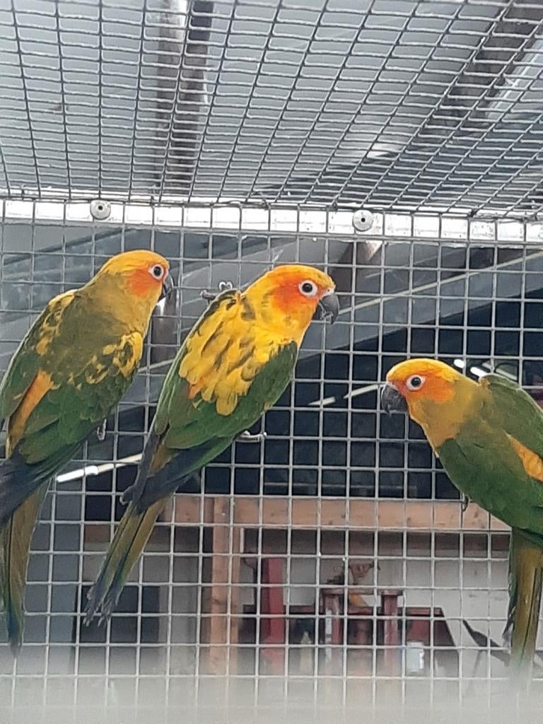 Zonparkieten, Dieren en Toebehoren, Mannelijk, Papegaai