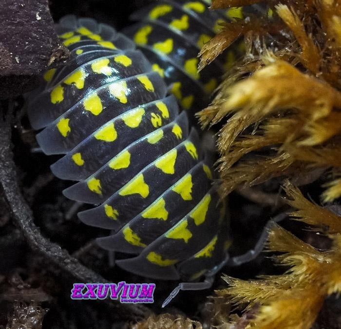 Armadillidium gestroi isopods / pissebedden, Dieren en Toebehoren, Insecten en Spinnen, Overige soorten