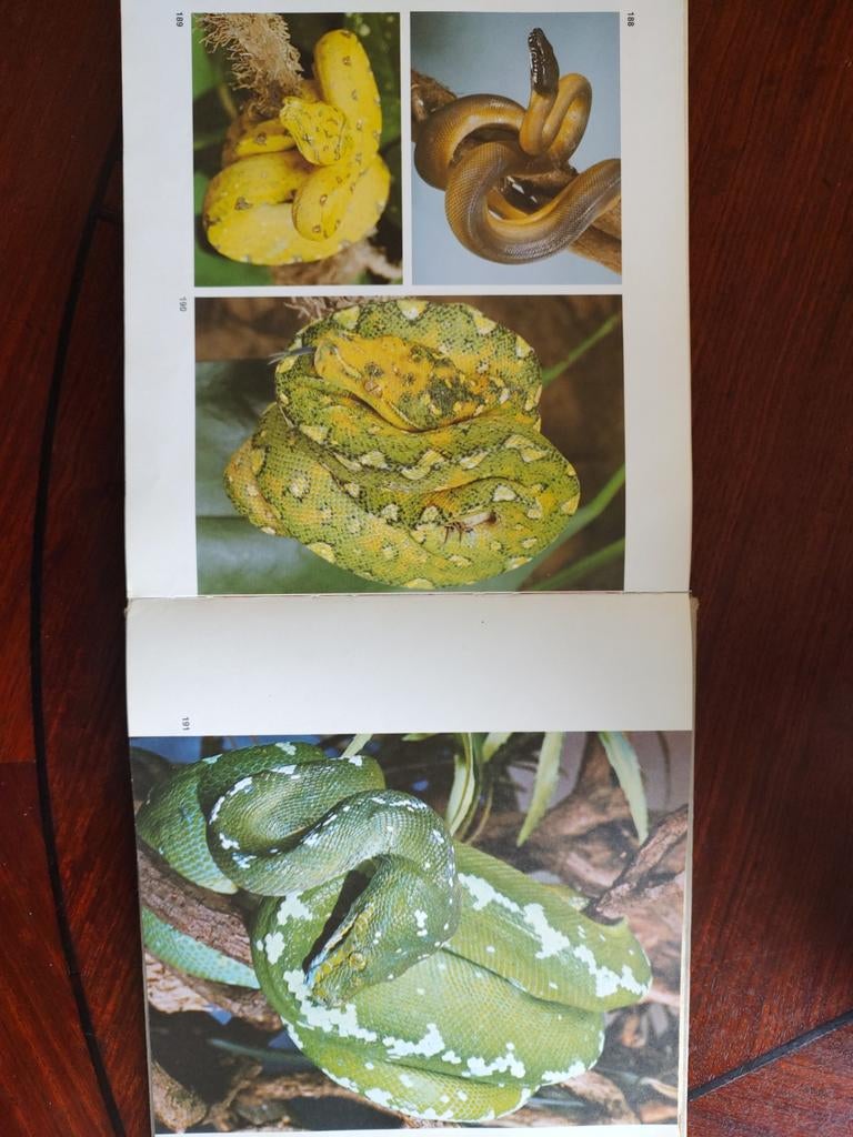 De mysterieuze wereld van de slangen,Fred Kundert, Ophalen of Verzenden