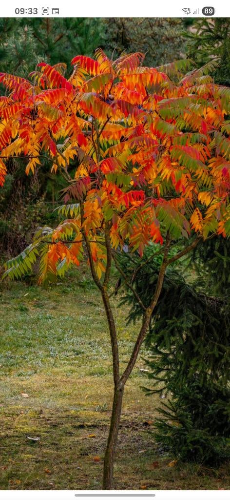 Fluweel boom, Ophalen, Halfschaduw, Overige soorten, 100 tot 250 cm