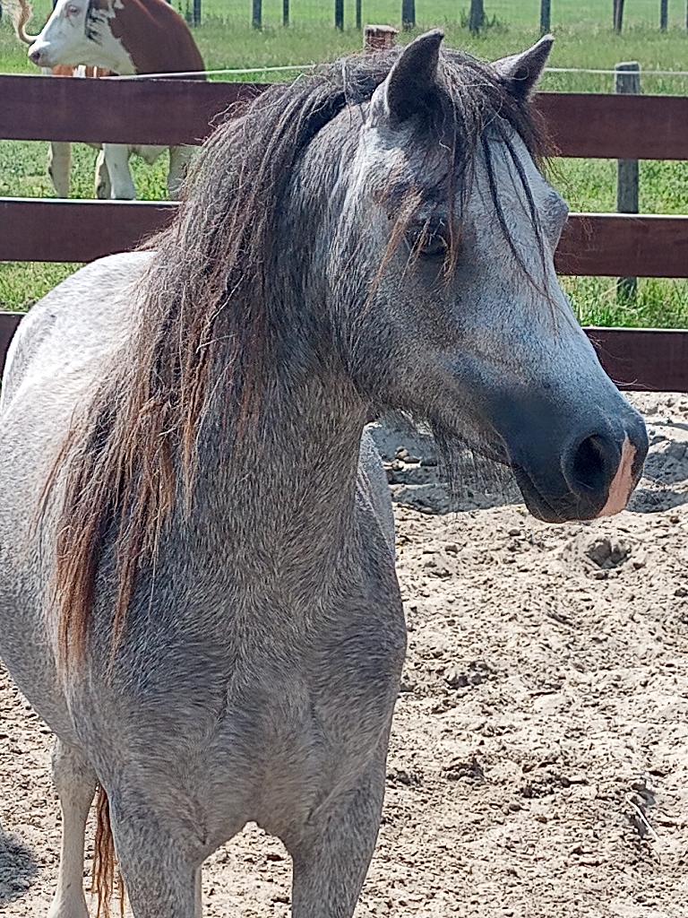 Welsh ruintje, klaar om aan het werk te gaan, Ruin, Zadelmak, A pony (tot 1.17m), 3 tot 6 jaar