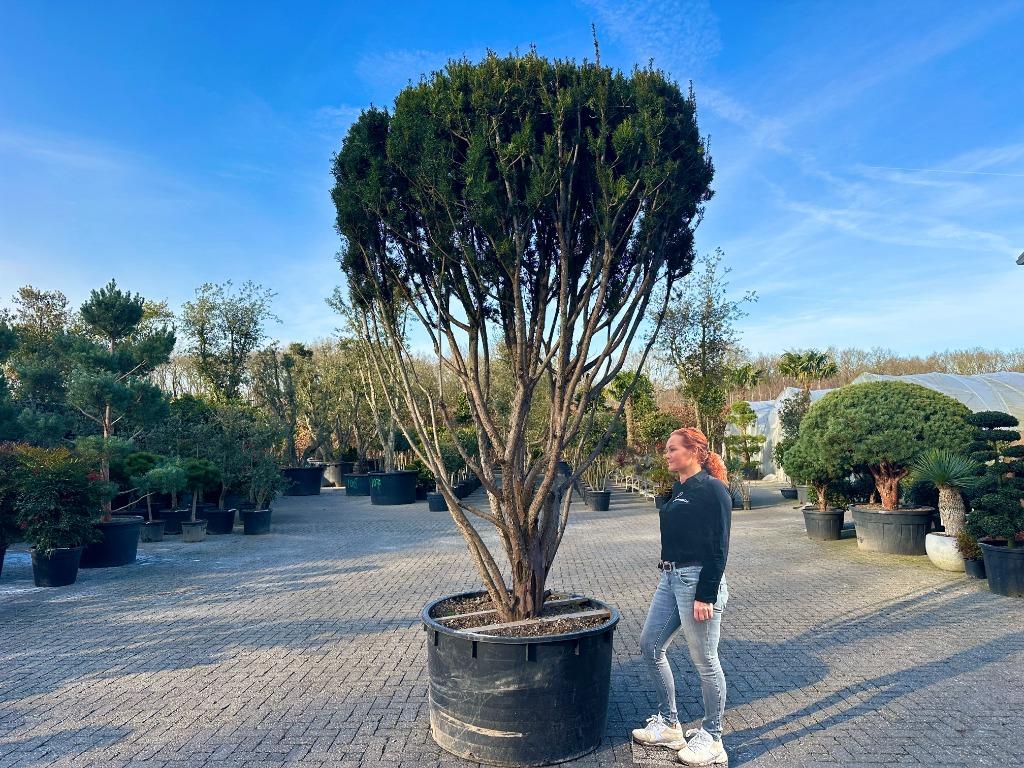 Exclusieve meerstammige Taxus media 'Hicksii'te koop!, Bloeit niet, 250 tot 400 cm, Volle zon, In pot