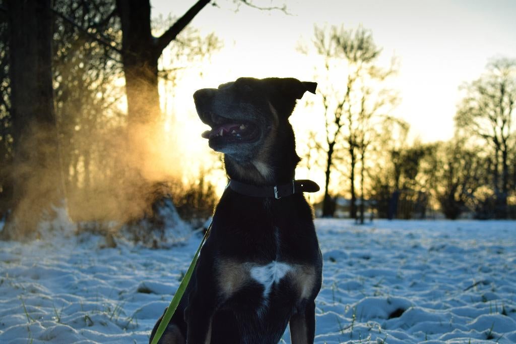 Betaalbare fotoshoot – gezinnen, baby’s & huisdieren, Diensten en Vakmensen, Fotografen, Fotograaf, Komt aan huis