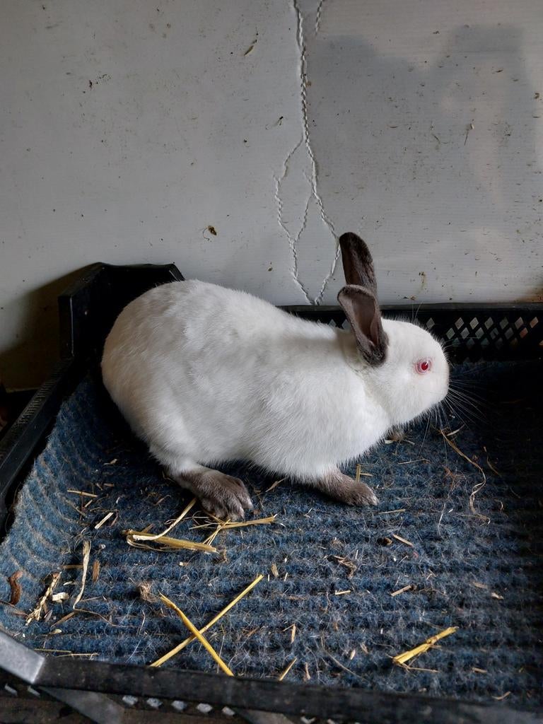 Rus konijntjes te koop, Dieren en Toebehoren