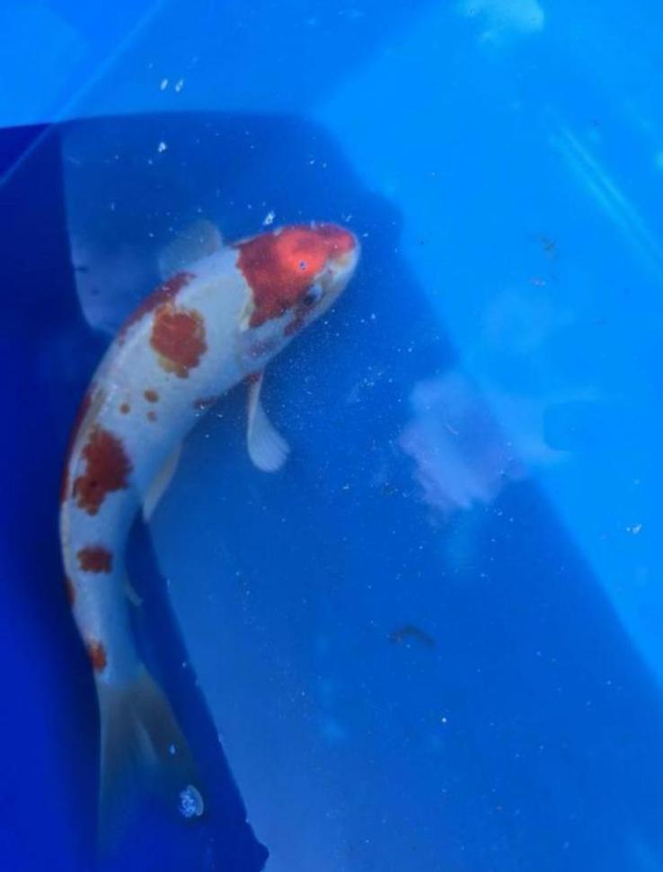 Japanse Koi Hariwake, Dieren en Toebehoren, Vissen | Vijvervissen, Karper of Koi