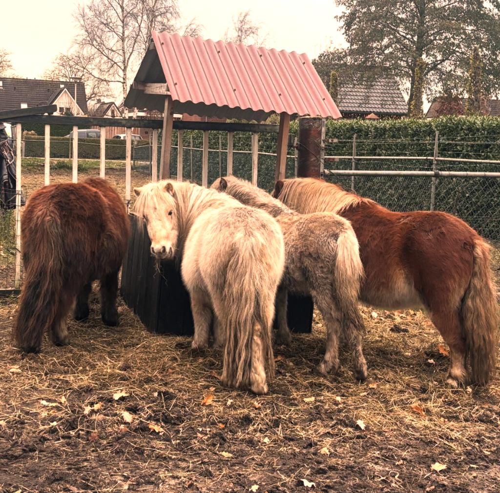 Gezocht: Weiland te huur in Westerhaar, Dieren en Toebehoren, Stalling en Weidegang, Weidegang, 4 paarden of pony's of meer