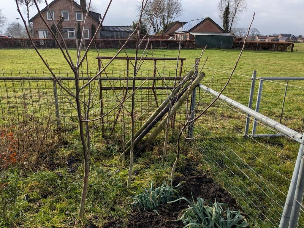 Te koop walnoten boompjes, Tuin en Terras, Ophalen of Verzenden, IJzer