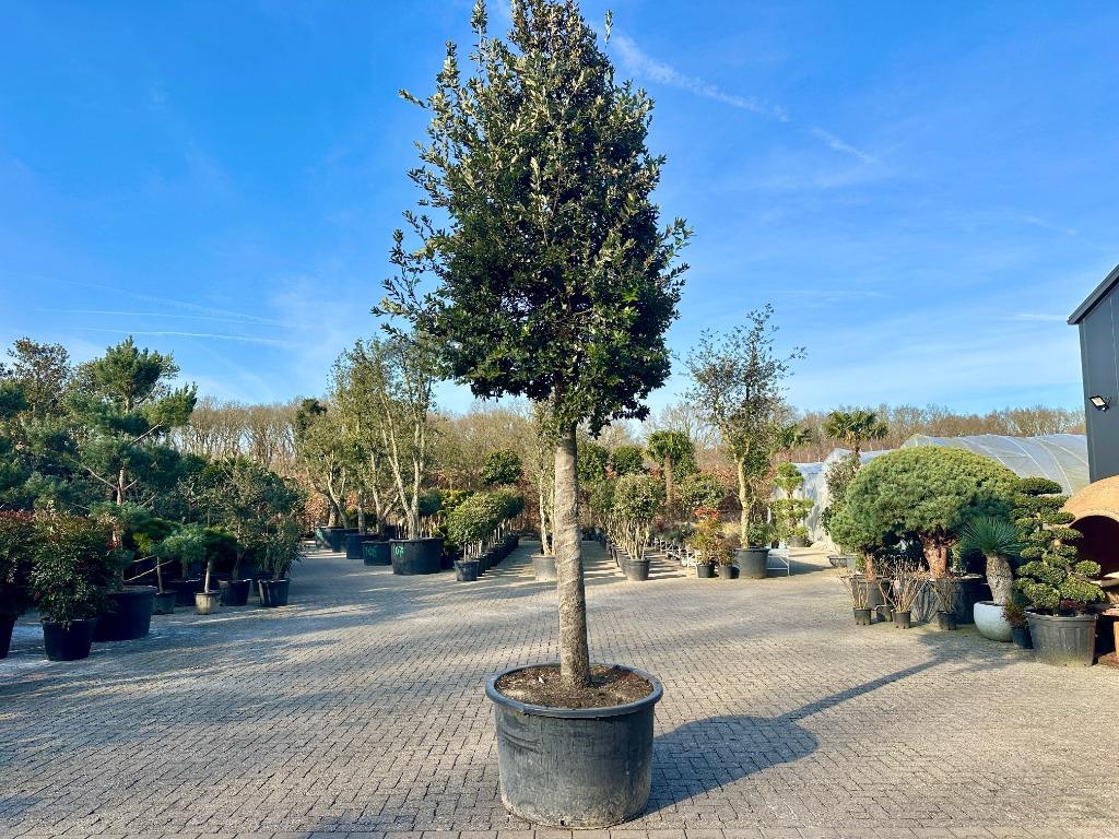 Steeneik 35/40 cm stamomtrek - Quercus ilex 35/40 te koop!!!