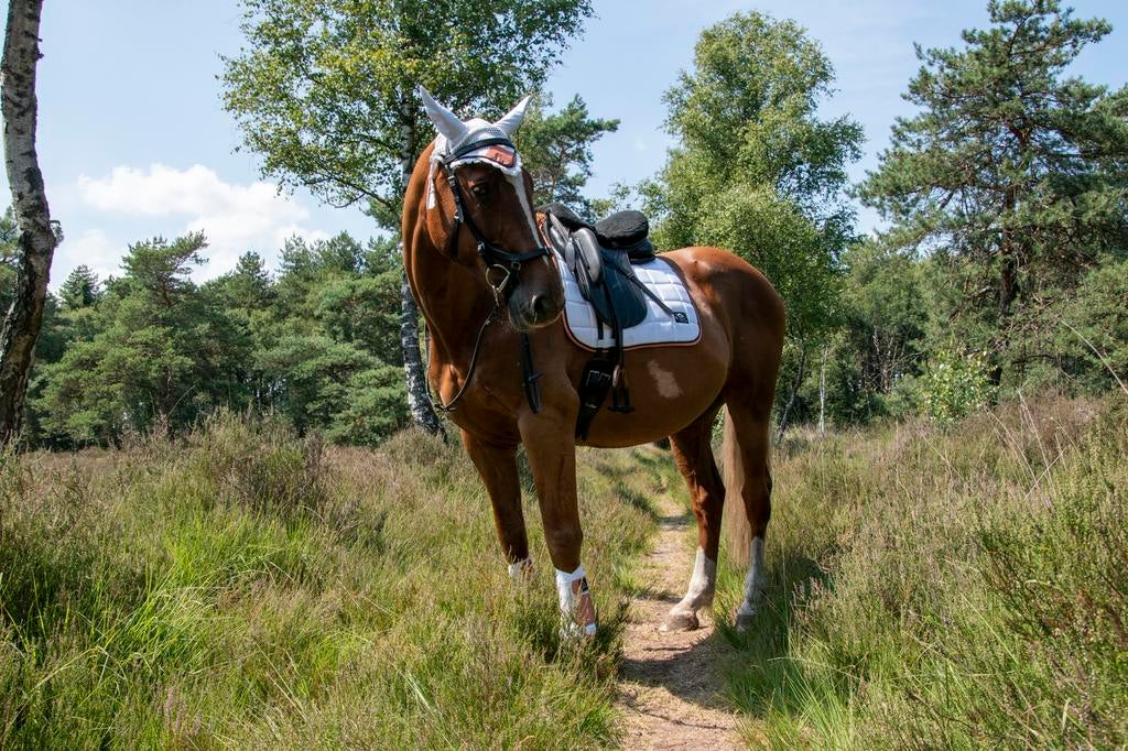 Sale! Full dressuur dekje wedstijd wit met oranje glitters, Ophalen of Verzenden, Nieuw