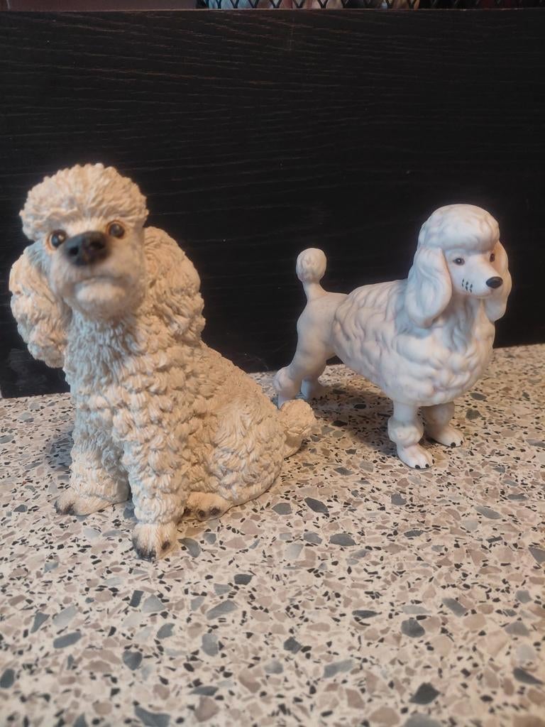 Poedel, Ophalen of Verzenden, Dier