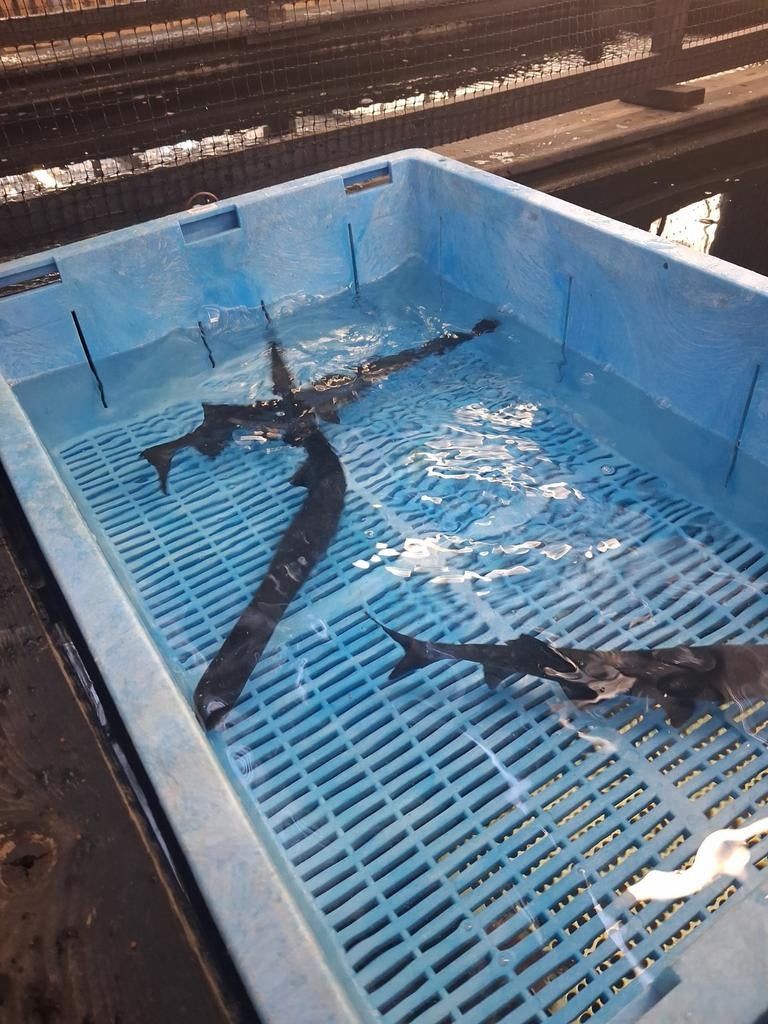 Zeer uniek! Lepelsteuren Vijvercentrum Apeldoorn