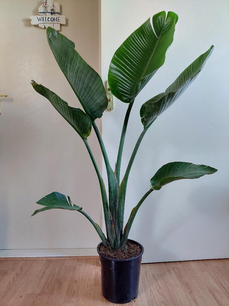 Strelitzia Augusta - Paradijsvogelplant H: 140 cm., Ophalen, 100 tot 150 cm, Overige soorten, Halfschaduw