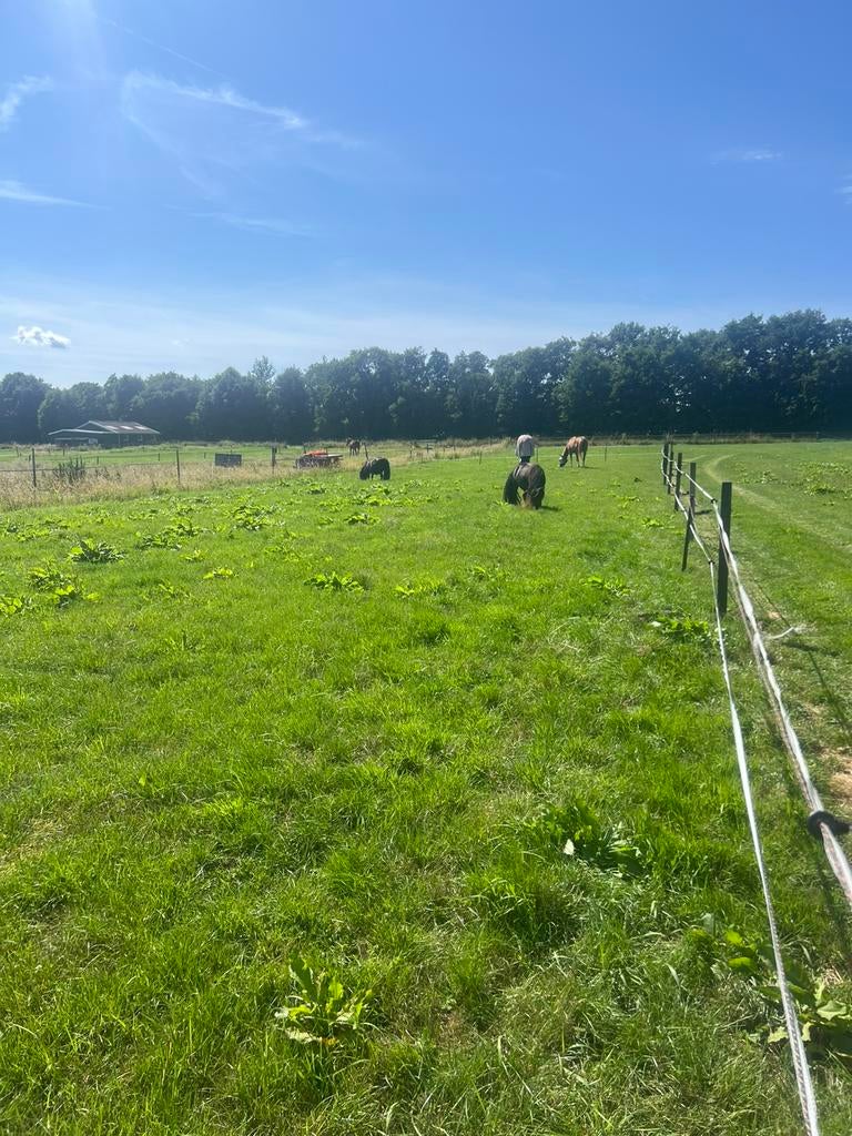 Weidegang aangeboden Eemnes, Weidegang