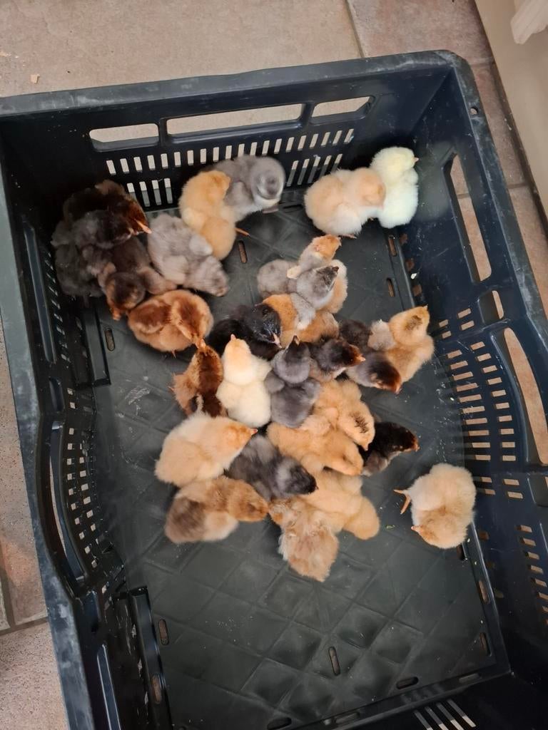 Brahma x wyandotte groot blauw kuikens te koop, Meerdere dieren, Kip