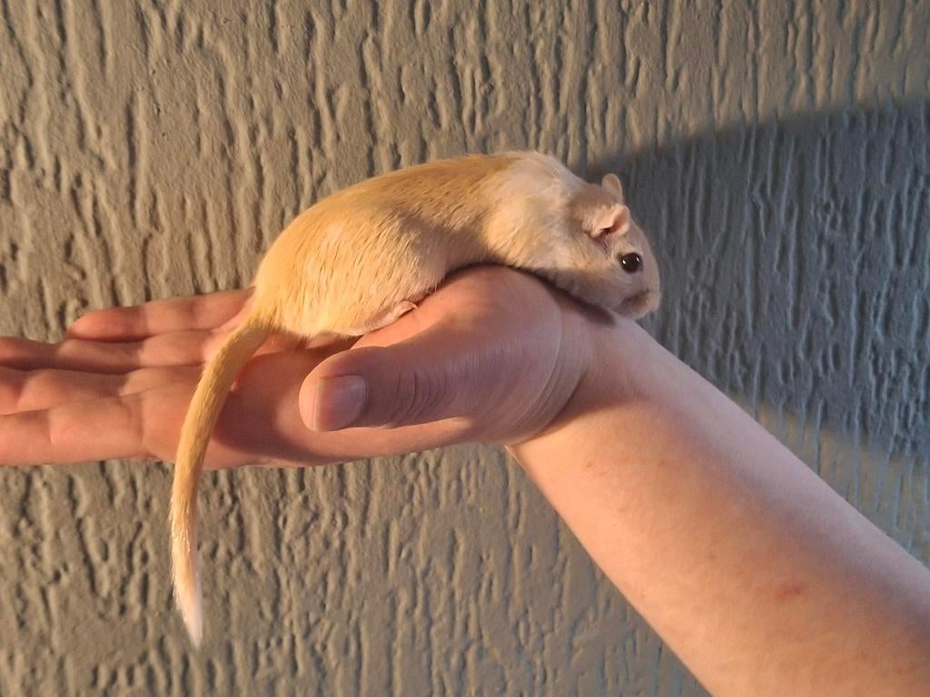 Gerbils, Dieren en Toebehoren, Januari, Vrouwelijk, Overige typen