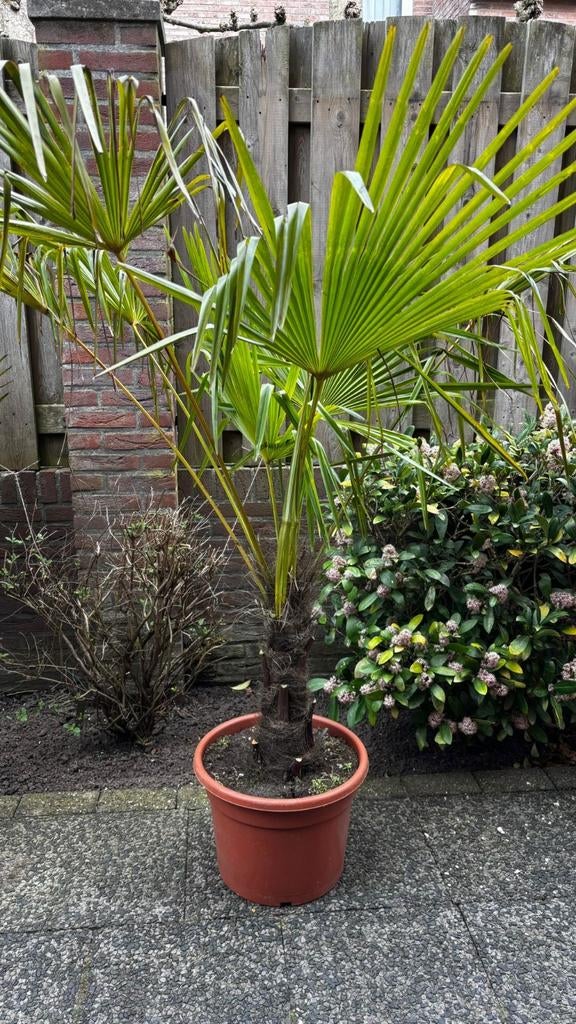 Sfeervolle palmboom, Tuin en Terras, Planten | Bomen, Ophalen, Palmboom