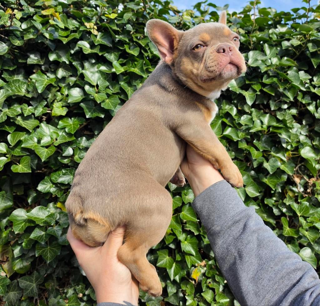 Franse Bulldog pups, Parvo, Nederland, 15 weken tot 1 jaar, Bulldog