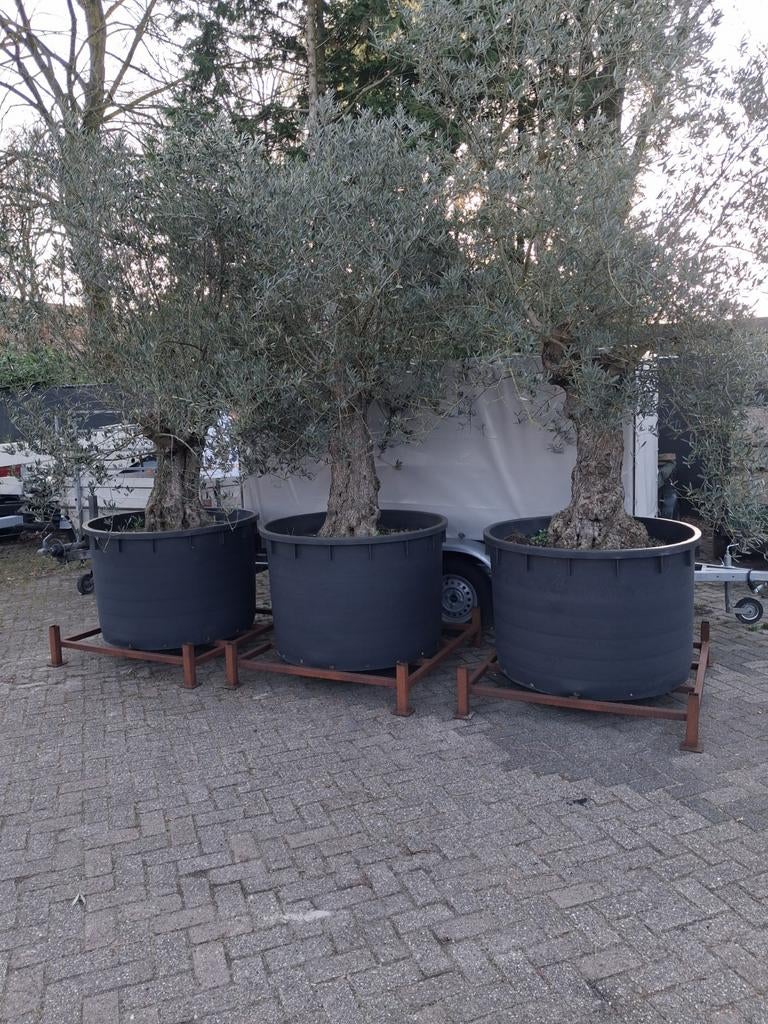 ‼️Mooie oude olijfbomen ‼️, Tuin en Terras, Ophalen of Verzenden