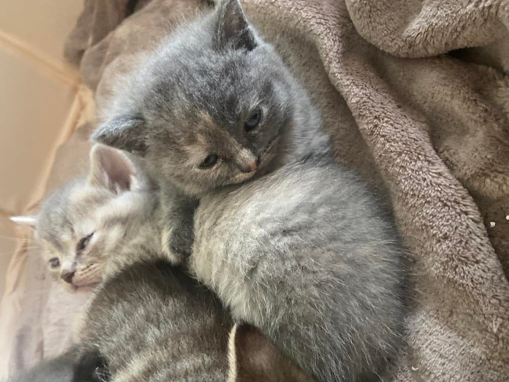 Britse korthaar, Kater