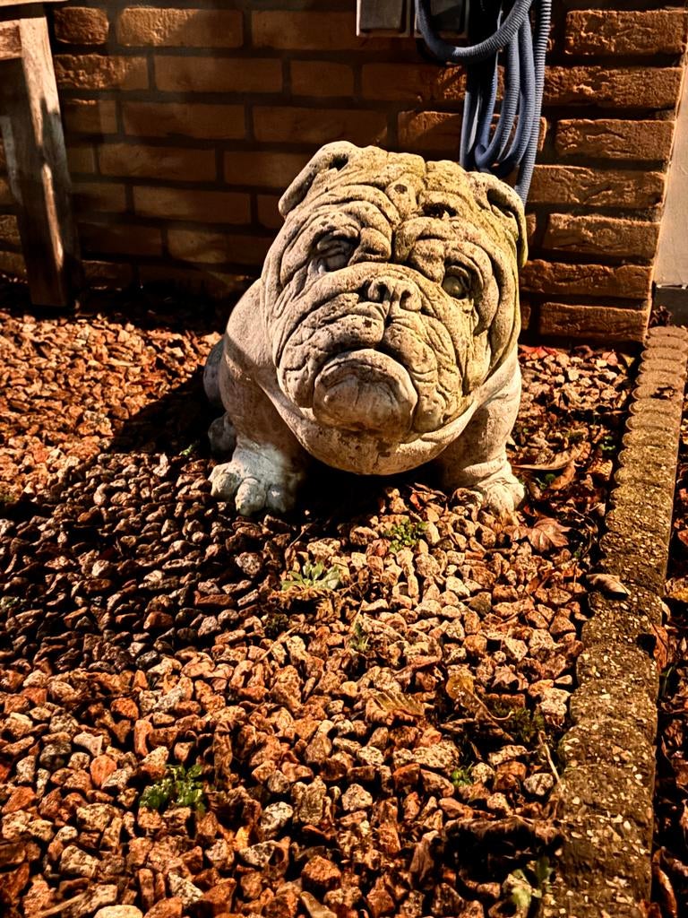 Set van 2 Engelse Bulldog beelden voor tuin of interieur, Tuin en Terras, Tuinbeelden, Ophalen of Verzenden, Gebruikt, Beton, Dierenbeeld