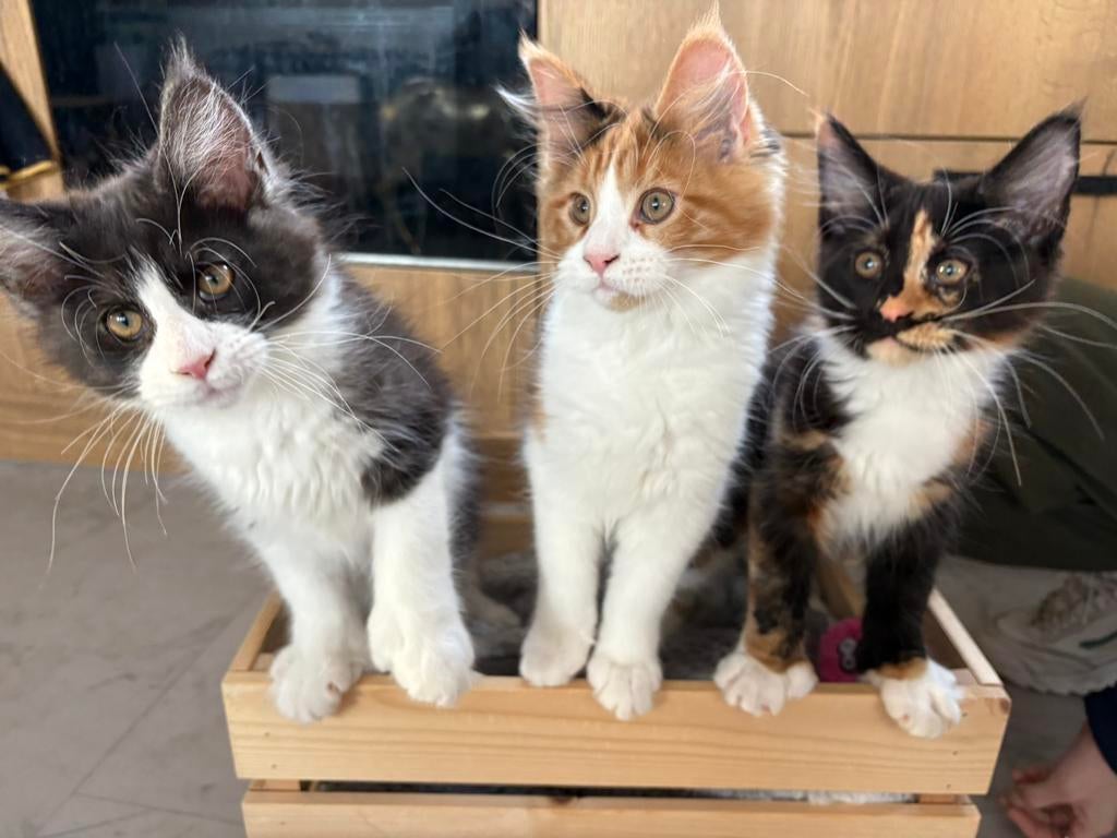 4 Maine coon kittens, Meerdere dieren, Met stamboom, 0 tot 2 jaar