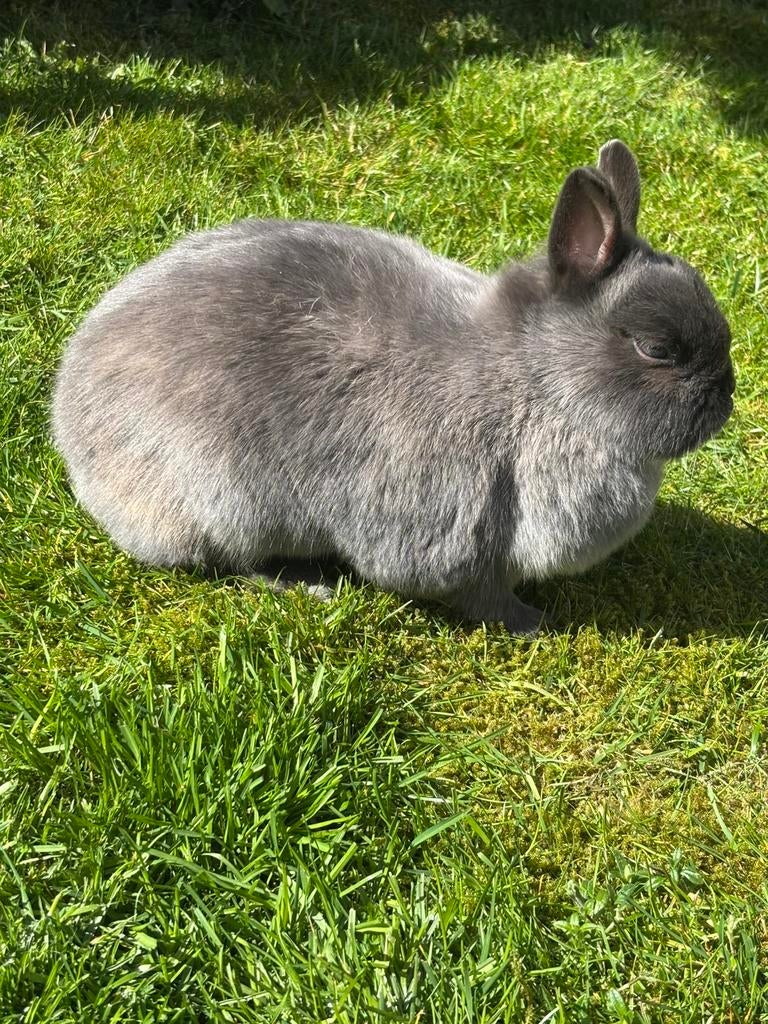 Te koop kleurdwerg, Dieren en Toebehoren, Konijnen, Mannelijk, Dwerg