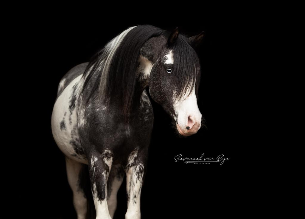 Arabische DW19 hengst - Ter dekking, Hengst