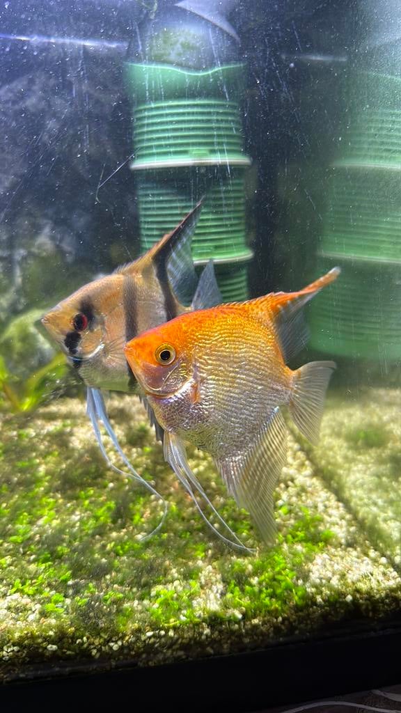 Koppel maanvis, Dieren en Toebehoren, Vis