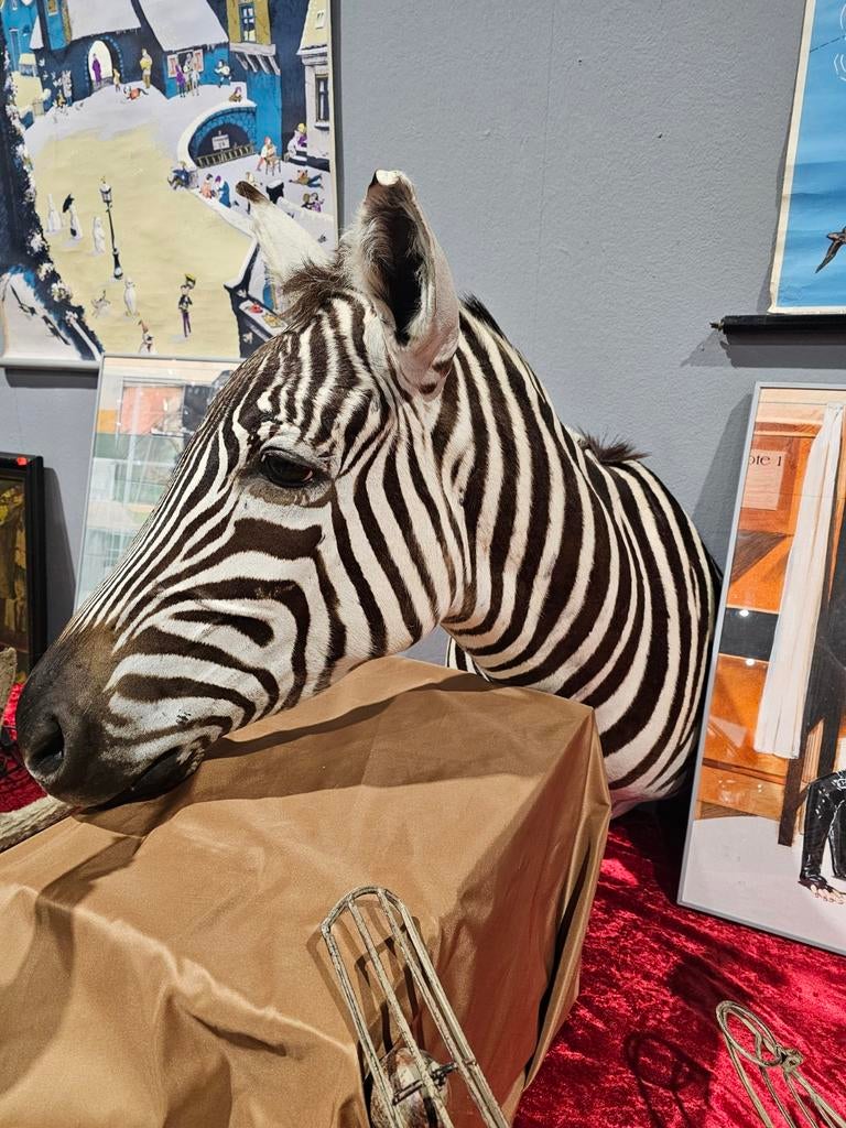 Zebra opgezette kop, Ophalen