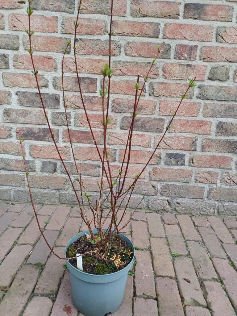 Boerenjasmijn, Tuin en Terras, Planten | Tuinplanten, Volle zon, Vaste plant, Zomer, Ophalen