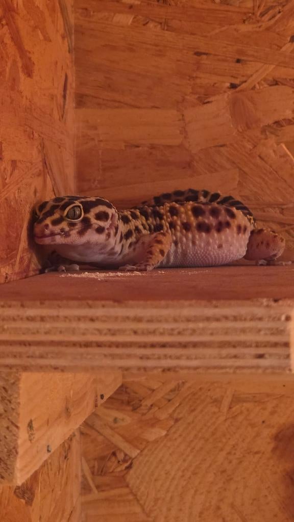 Luipaard gekkos Leopard Gecko - female for sale from joyce rademackers