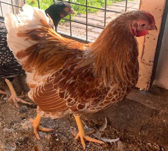 Isa Brown leg hennen / kippen, Dieren en Toebehoren, Pluimvee, Vrouwelijk, Kip