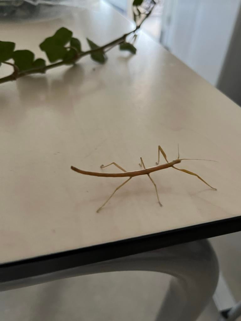 Wandelende takken voor Kika, Wandelende tak