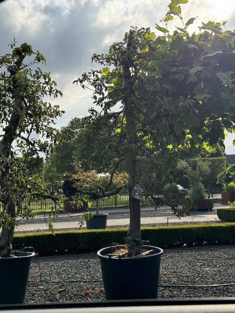 appelboom, Ophalen, Lente, Appelboom, Halfschaduw