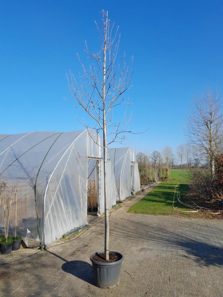 Amelanchier arborea 'Robin Hill' (Krentenboompje), Tuin en Terras, Ophalen, Volle zon, Overige soorten