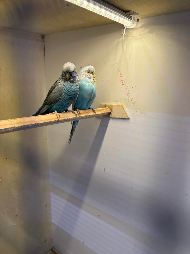 Blackfase grijsvleugel Pop + Blackfaseblackwings man, Dieren en Toebehoren, Vogels | Parkieten en Papegaaien, Meerdere dieren