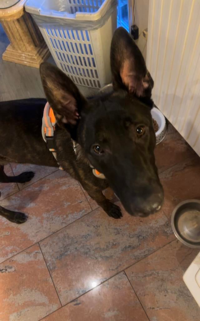 Hollandse herder, Dieren en Toebehoren, Honden | Herdershonden en Veedrijvers, HCC (leverziekte), Reu, 1 tot 2 jaar, Eén hond