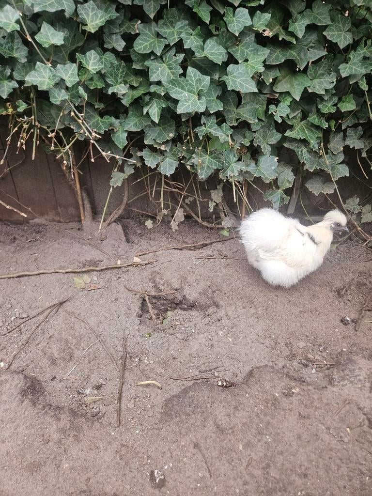 Mooie platenbonte zijdehoen krielen, Dieren en Toebehoren, Vrouwelijk, Kip