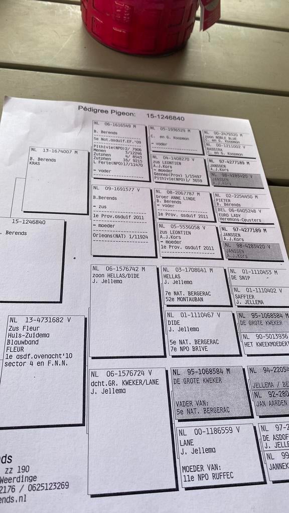 Jonge postduiven, Dieren en Toebehoren, Meerdere dieren, Postduif