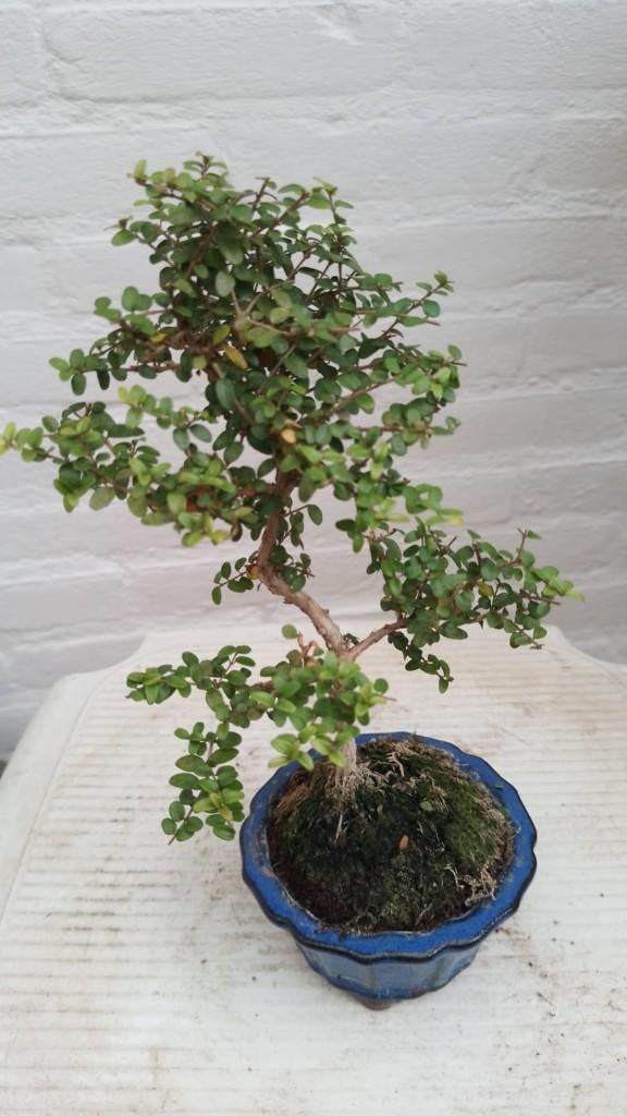 Bonsai Lonicera nitida tuigai, Halfschaduw, Overige soorten, Lente, Minder dan 100 cm