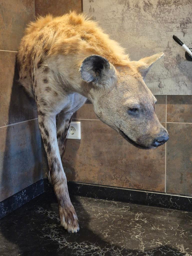 Opgezette hyena te koop, Ophalen, Vogel, Opgezet dier