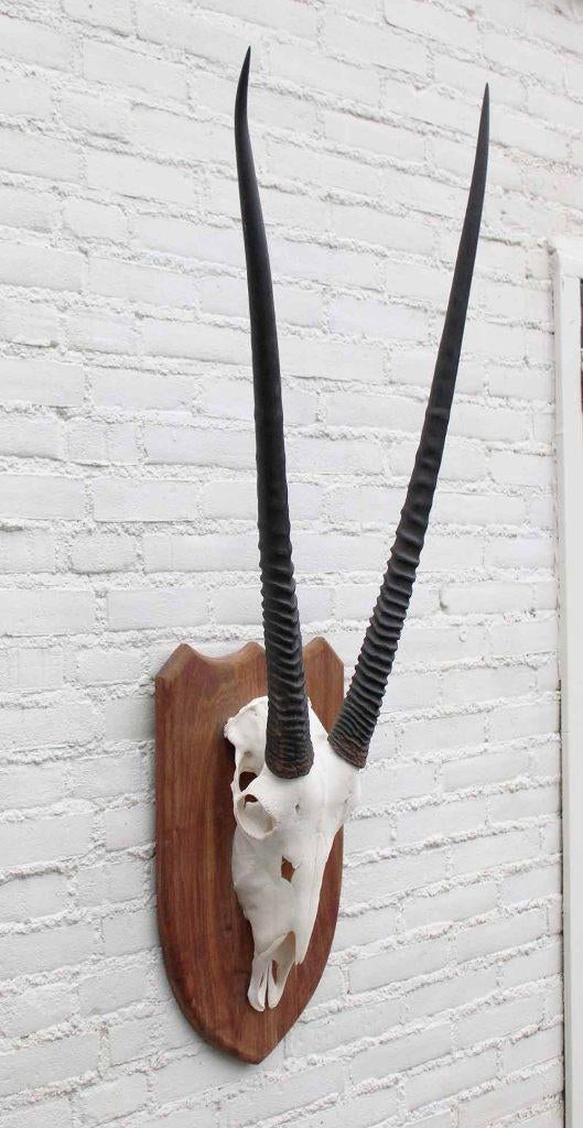 Grote SPIESBOK / ORYX op houten schild - ref. E (gewei), Ophalen of Verzenden, Zo goed als nieuw, Wild dier, Schedel