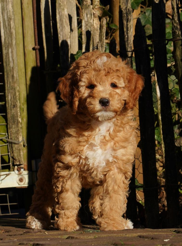 Mini Labradoodle pups | Minidoodle | Dwergpoedel, Parvo, Nederland, 8 tot 15 weken, Meerdere