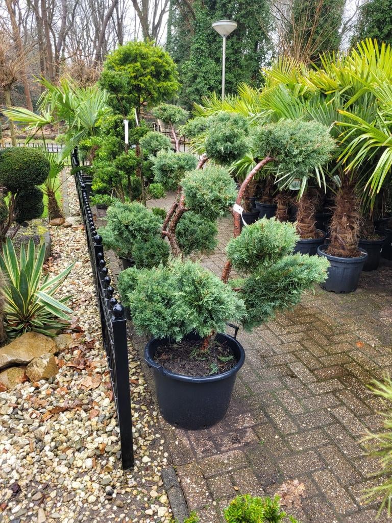 Juniperus Chinensis 'Blue Alps' Vormsnoei - Bonsai Stijl, Ophalen